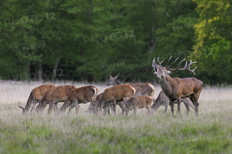 Red deer