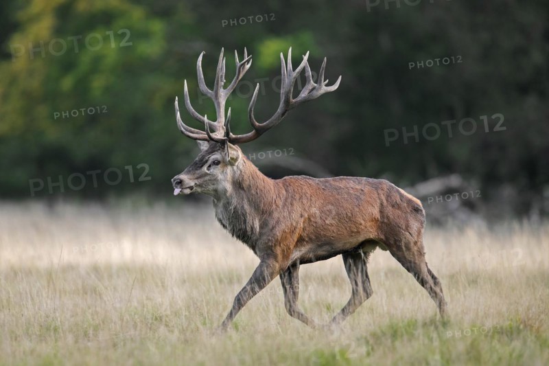Red deer