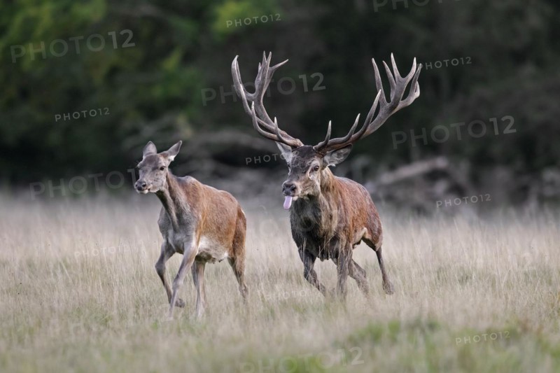 Red deer