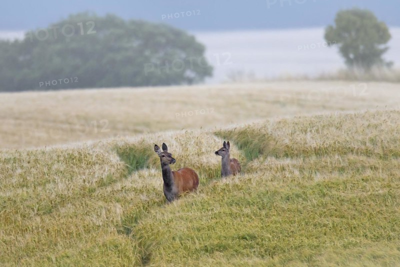 Red deer