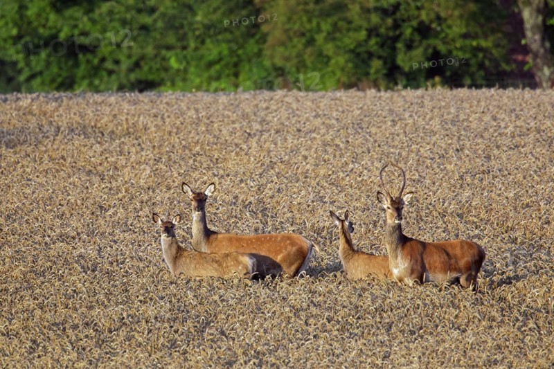 Red deer