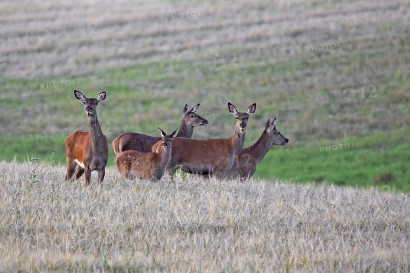 Red deer
