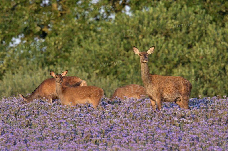 Red deer