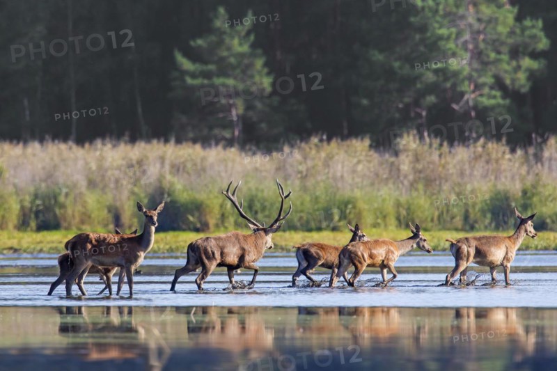 Red deer