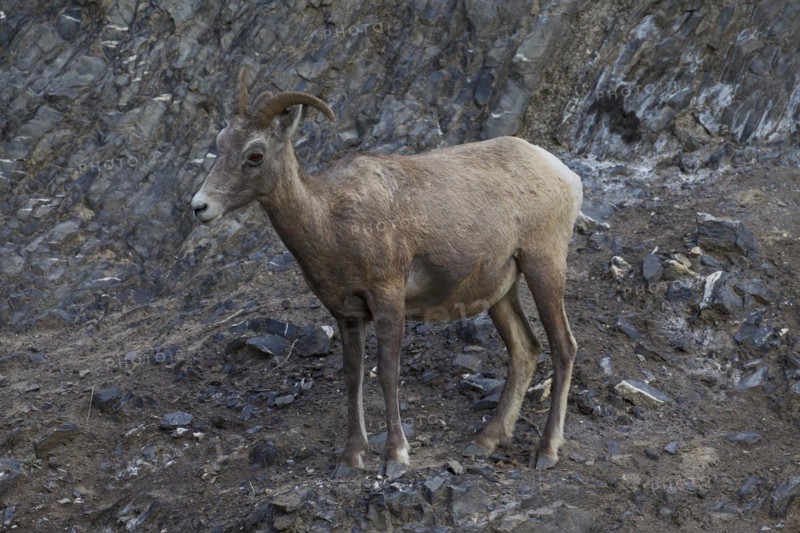 Bighorn sheep