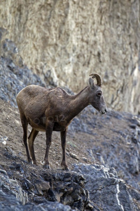 Bighorn sheep