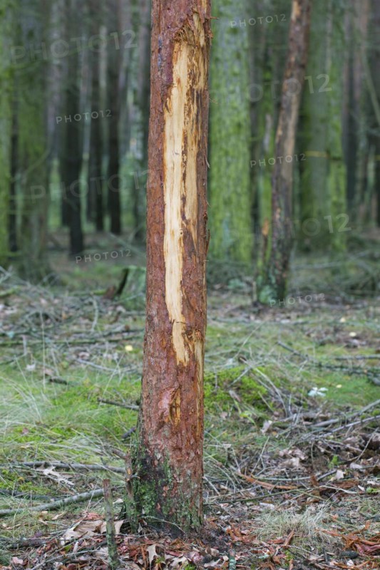 Damaged pine tree with bark stripped by red deer