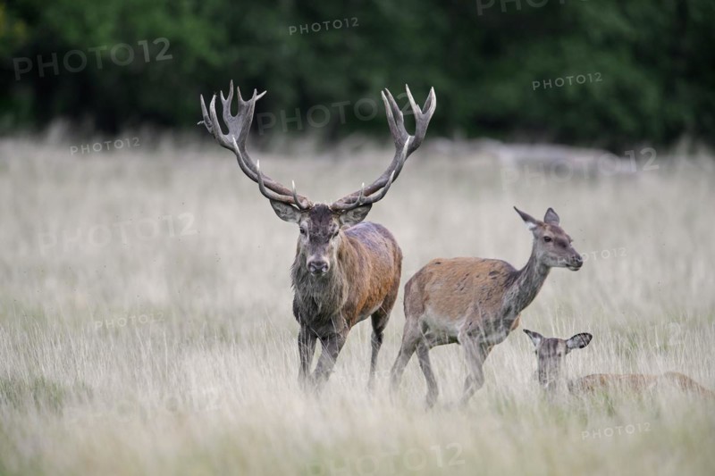 Red deer