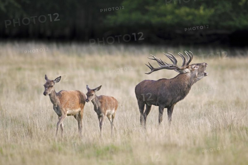 Red deer
