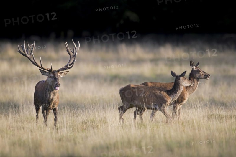 Red deer