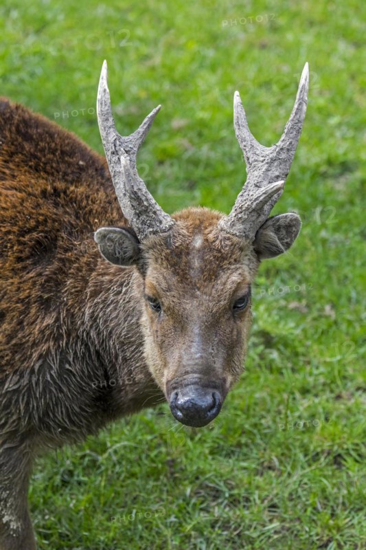 Visayan spotted deer