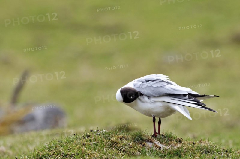 Black-headed Gull