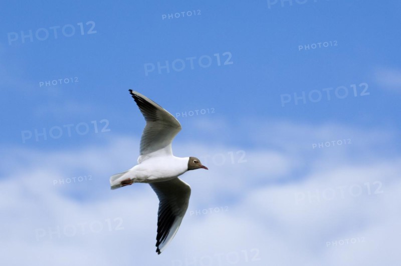 Black-headed gull