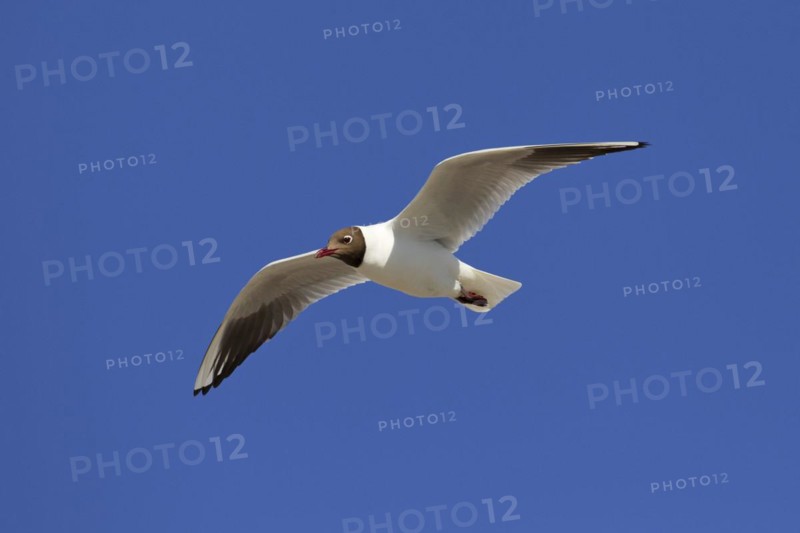 Black-headed gull