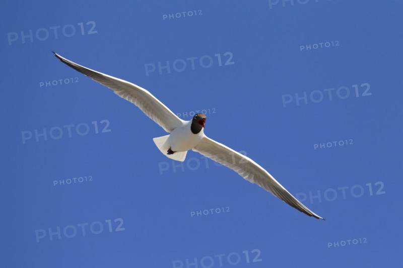 Black-headed gull