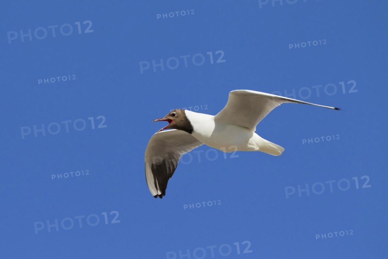 Black-headed gull