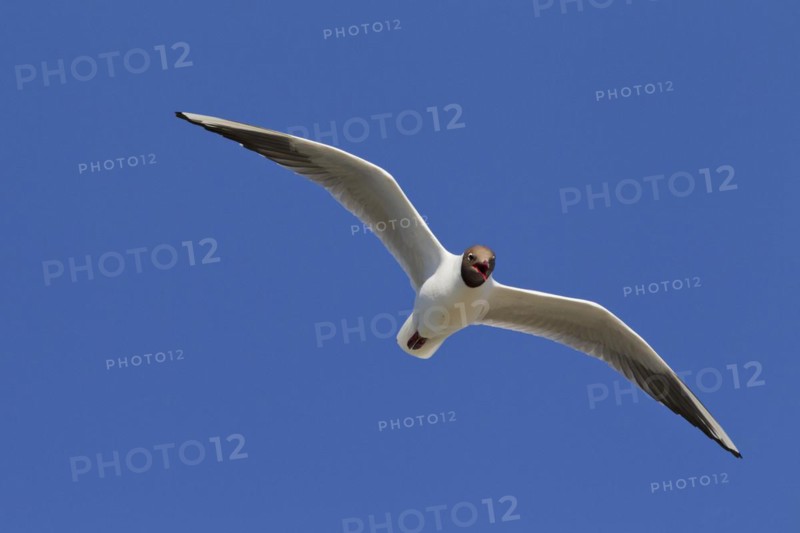 Black-headed gull