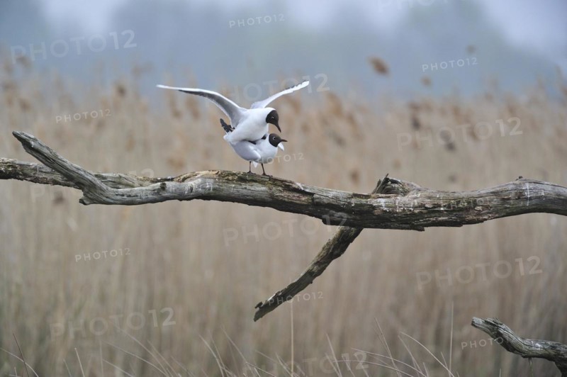 Black-headed gulls