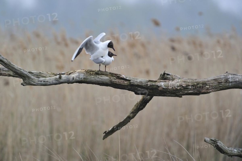Black-headed gulls