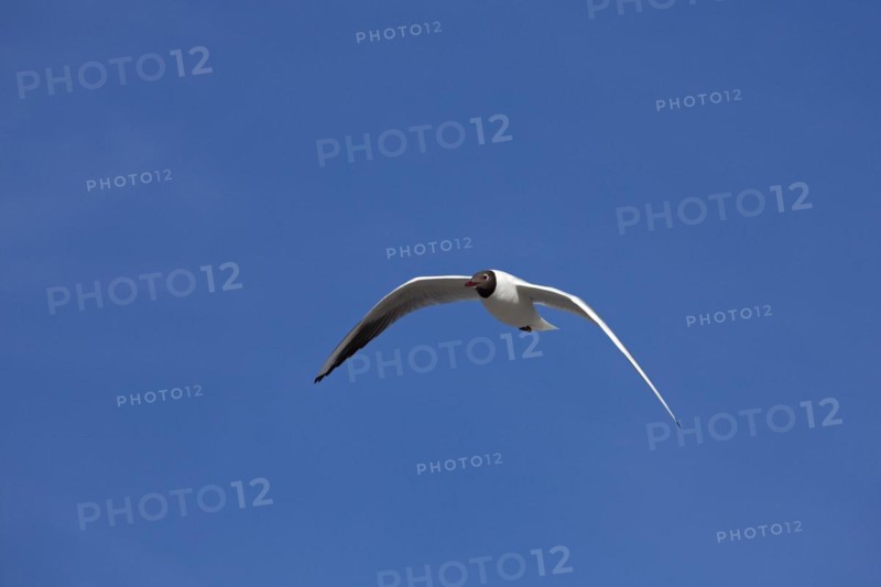 Black-headed Gull