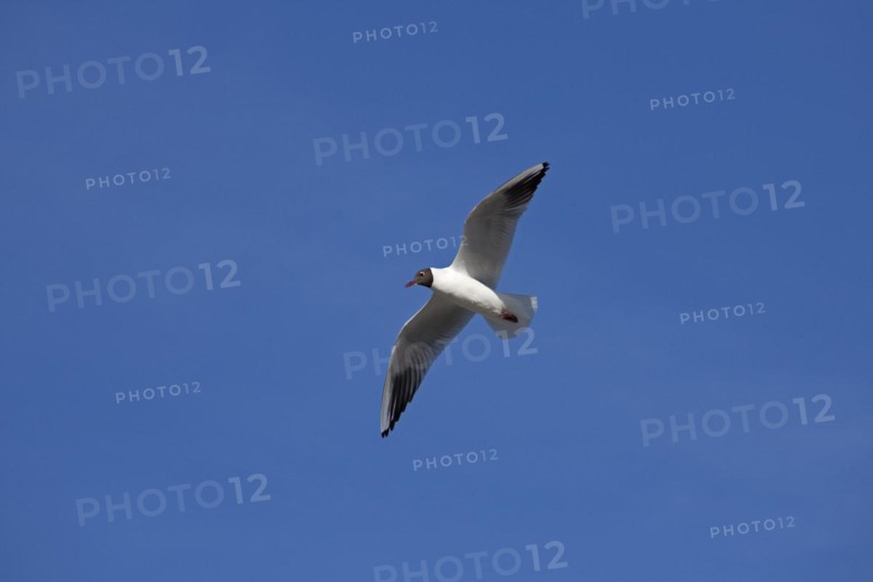 Black-headed Gull