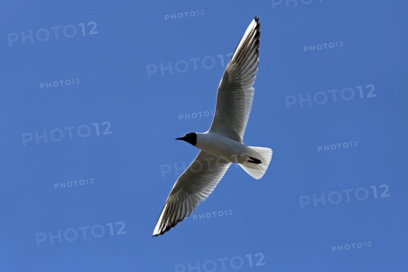Black-headed Gull