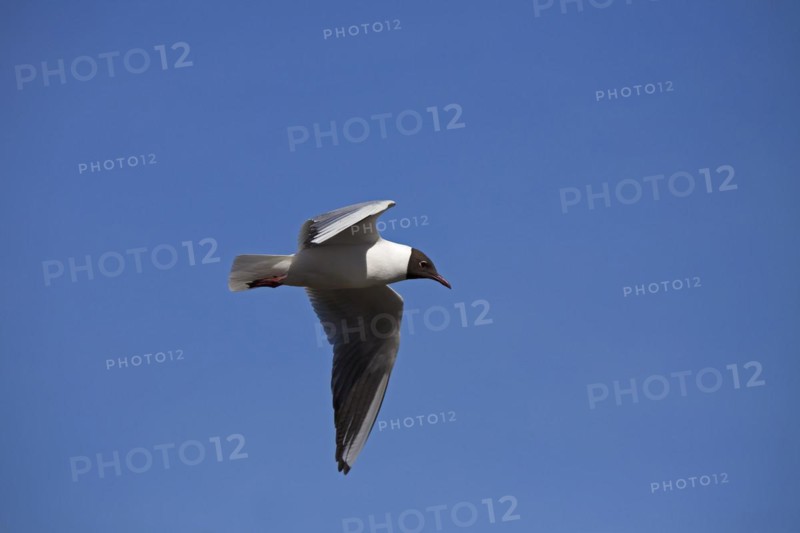 Black-headed Gull