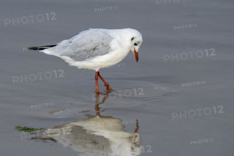 Black-headed gull
