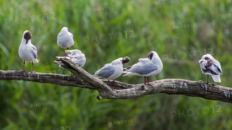 Black-headed gulls