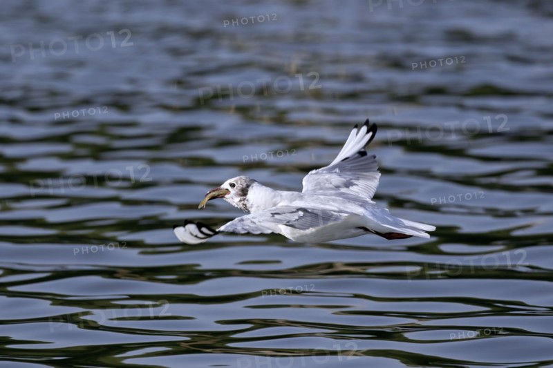 Black-headed gull