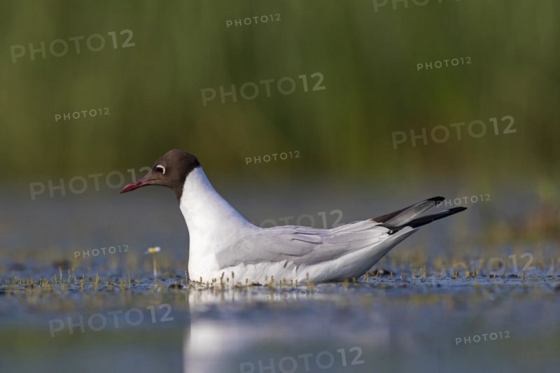 Black-headed gull