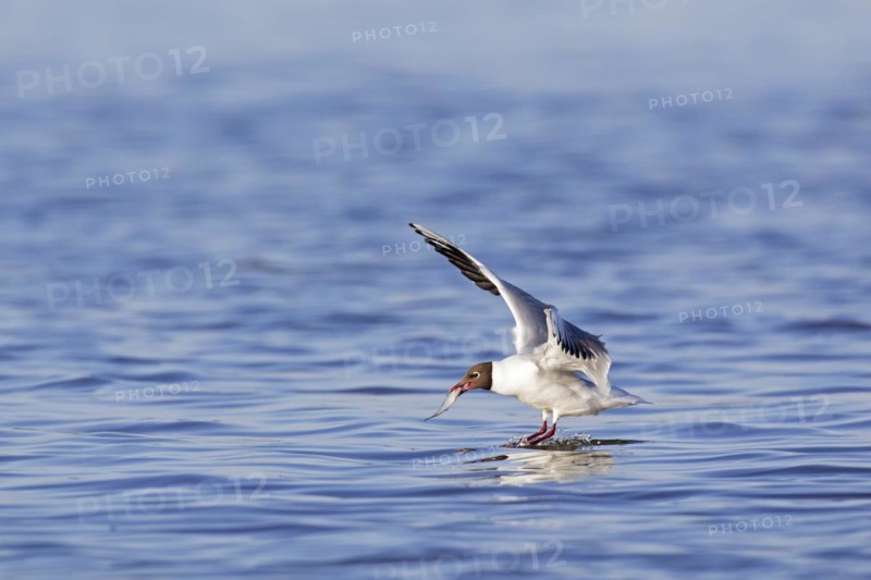 Black-headed gull