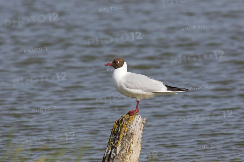Black-headed gull