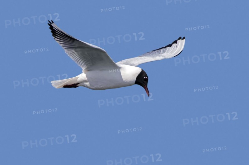 Black-headed gull