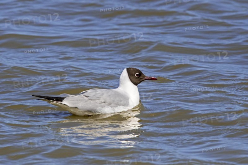 Black-headed gull