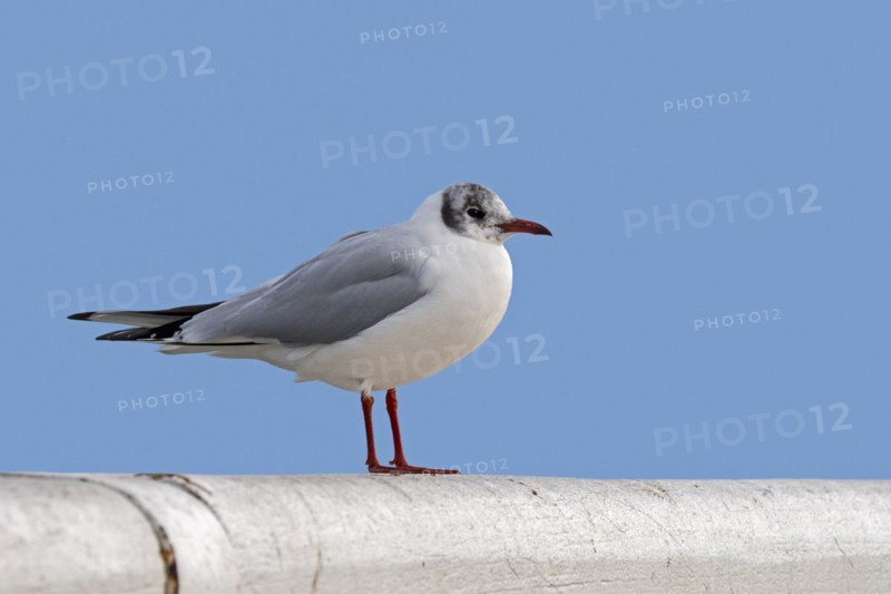 Black-headed gull