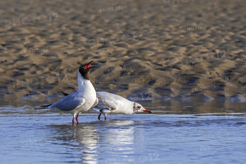Courtship display by black-headed gull