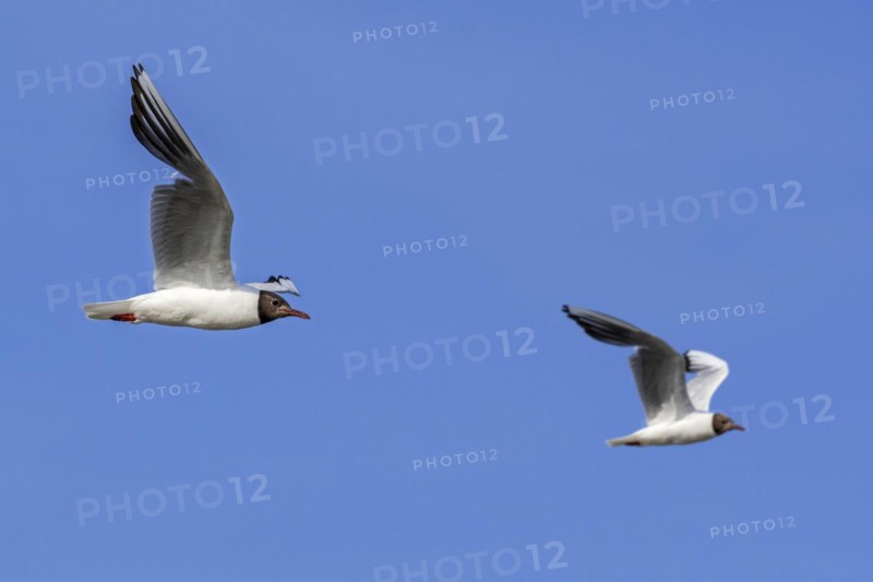 Two adult black-headed gulls