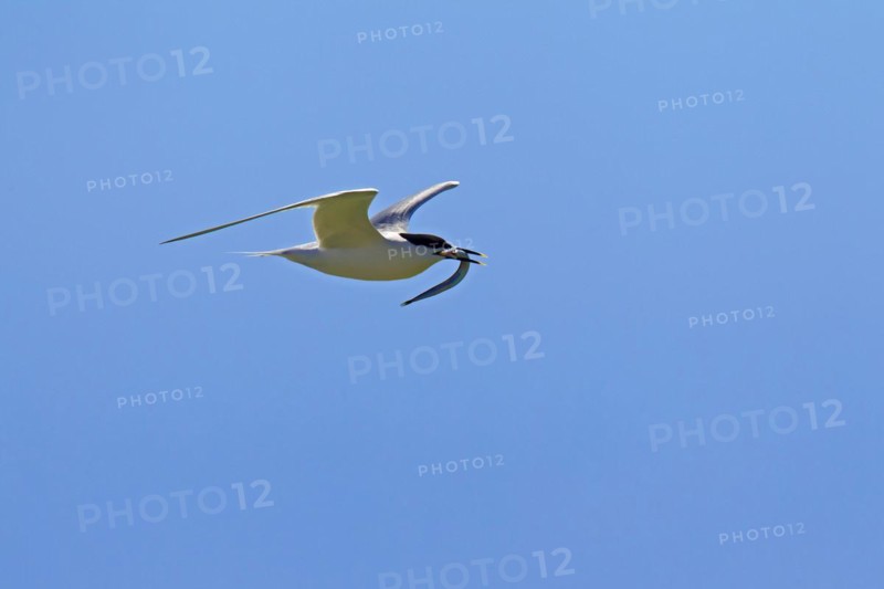 Sandwich tern