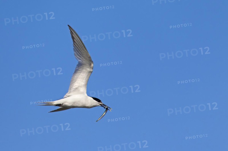 Sandwich tern