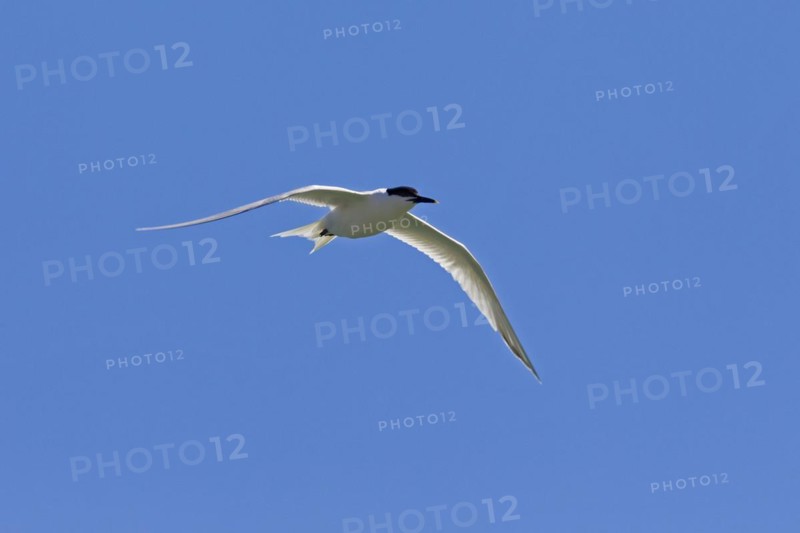 Sandwich tern