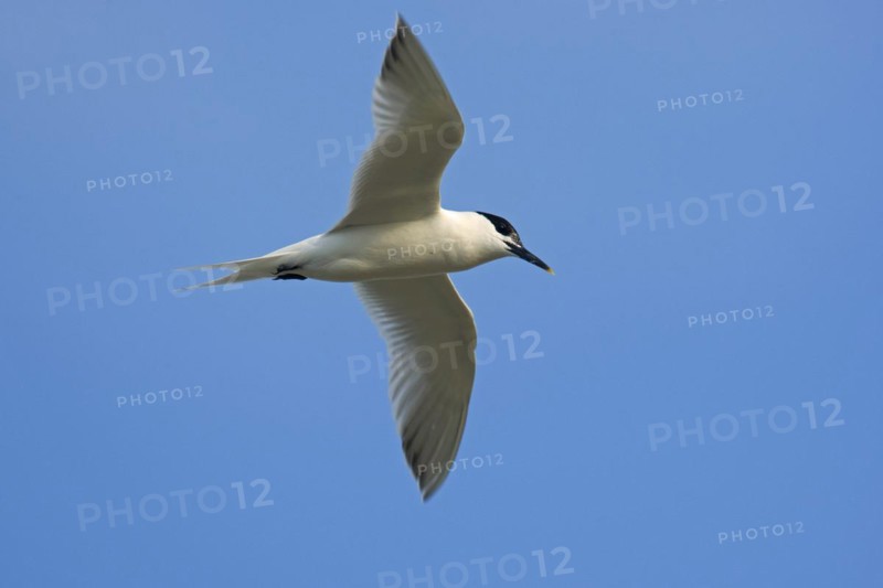 Sandwich Tern