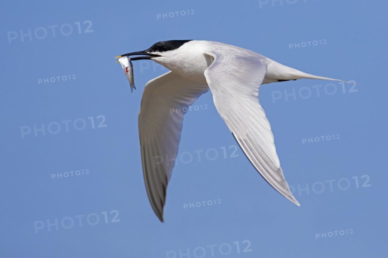 Sandwich tern