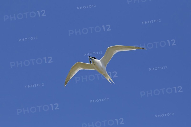 Sandwich tern