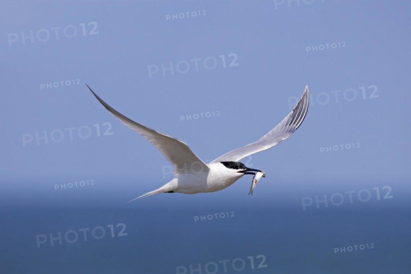 Sandwich tern