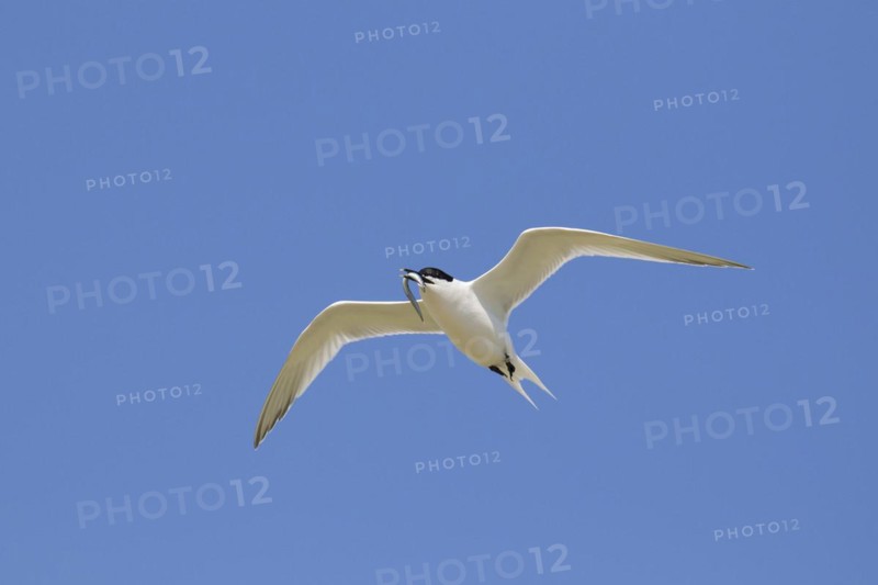 Sandwich tern