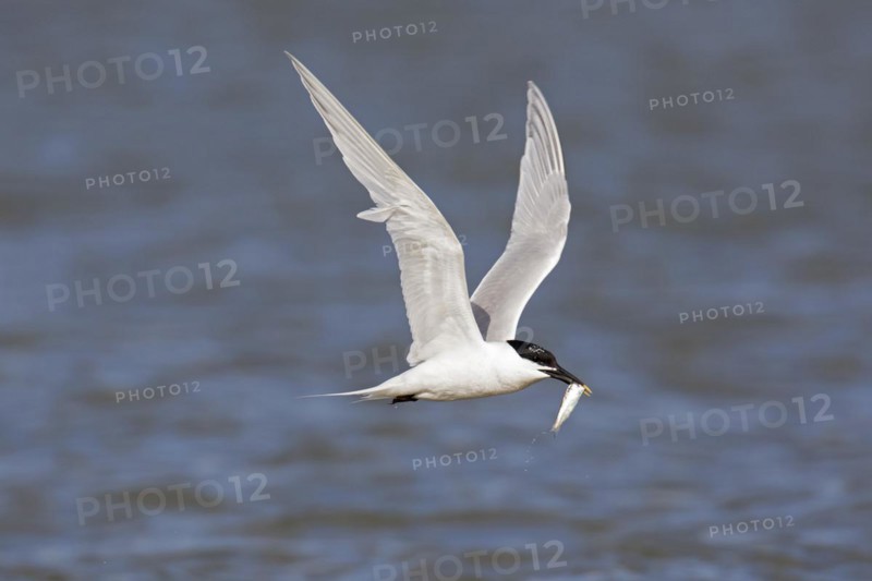 Sandwich tern