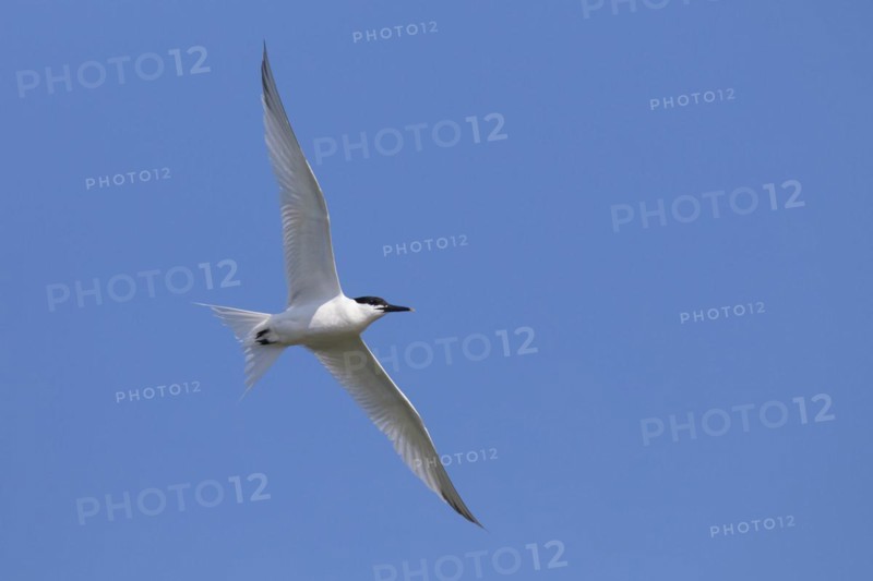 Sandwich tern
