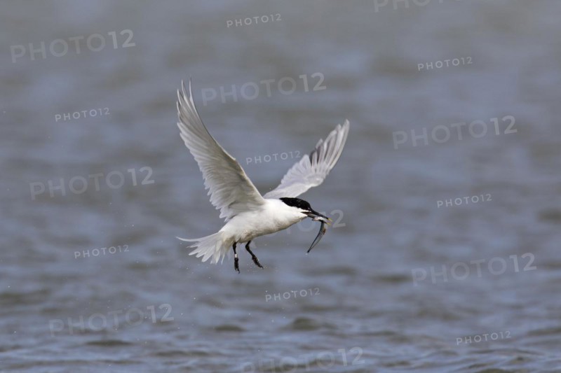 Sandwich tern