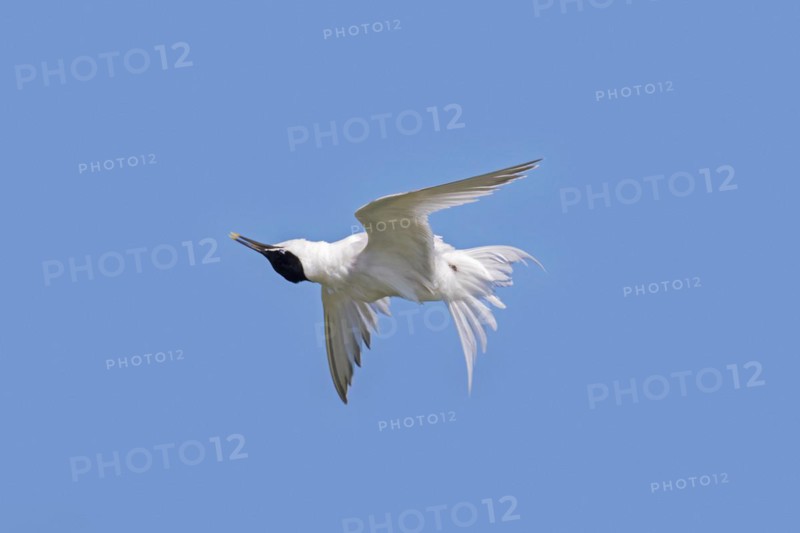 Sandwich tern